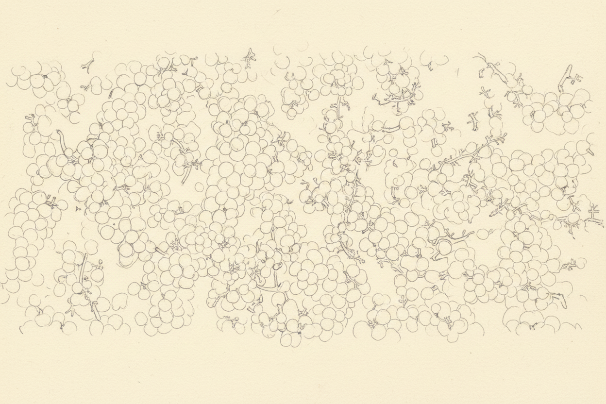 Grape clusters light ink drawing