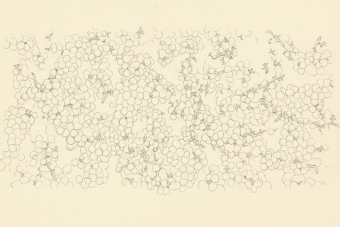 Grape clusters light ink drawing